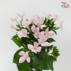 Bouvardia - Pink (5 Stems)-Pink-Japan-prflorist.com.my