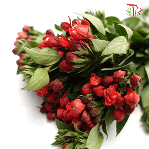 Bouvardia Red - (5 Stems)-Red-Netherland-prflorist.com.my