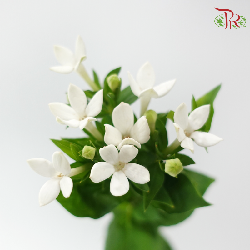 Bouvardia - White (5 Stems)-White-Japan-prflorist.com.my
