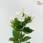 Bouvardia - White (5 Stems)-White-Japan-prflorist.com.my