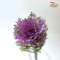 Brassica Mini - Lace Purple (5 Stems)-Purple-Netherland-prflorist.com.my
