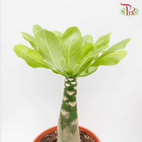 Brighamia Insignis《夏威夷桔梗火神棕梠》