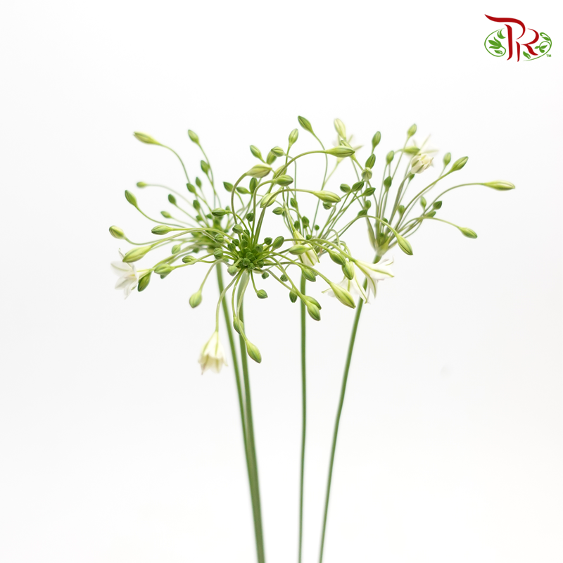 Brodiaea- White (5 Stems)-Netherland-prflorist.com.my