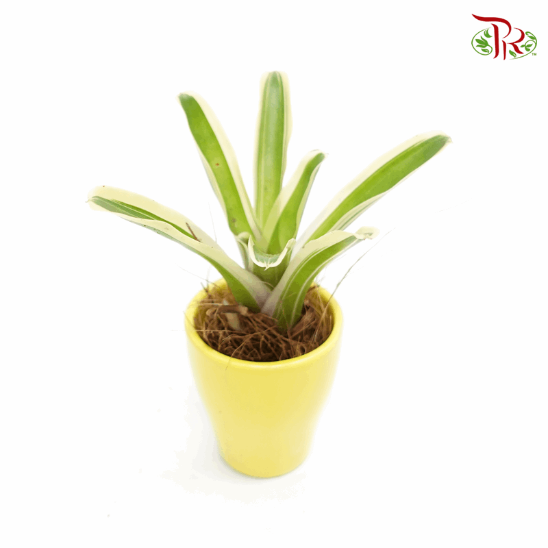Bromeliad 《凤梨花》-2-Pudu Ria Florist-prflorist.com.my