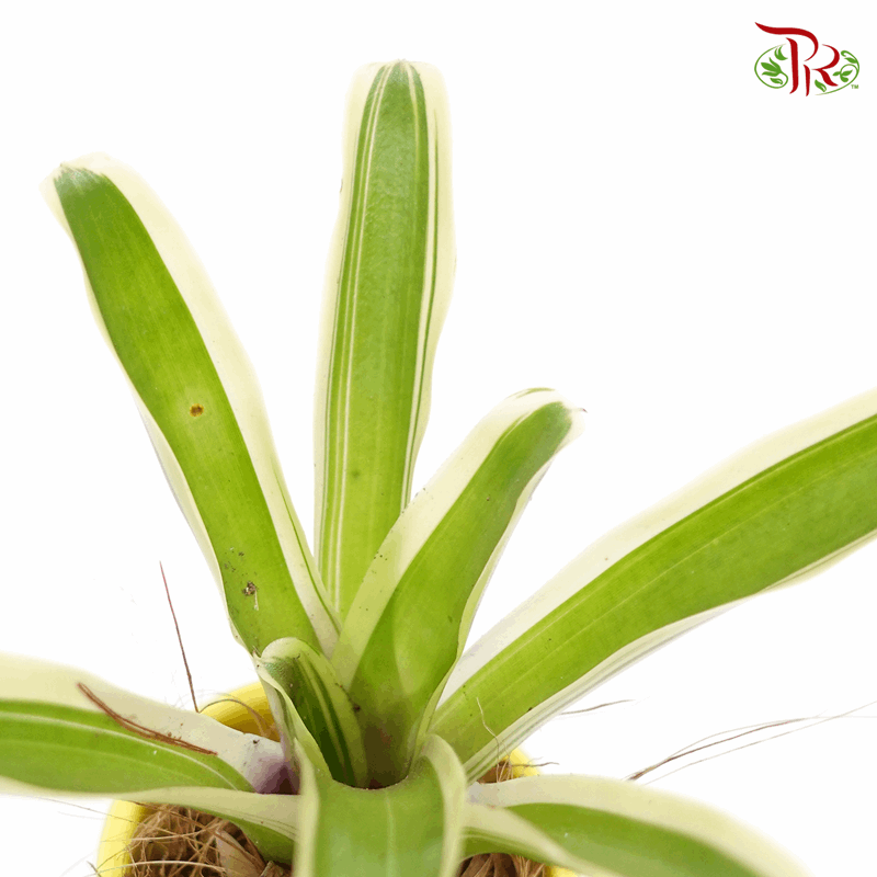 Bromeliad 《凤梨花》-2-Pudu Ria Florist-prflorist.com.my