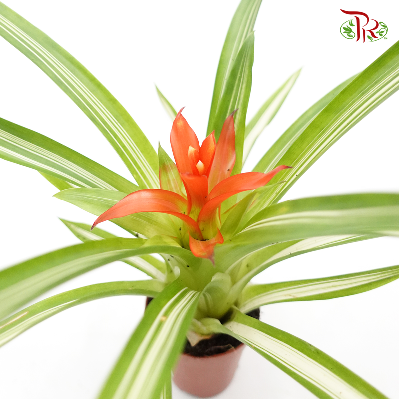 Bromeliad 《凤梨花》(4 types)-Orange-Pudu Ria Florist-prflorist.com.my