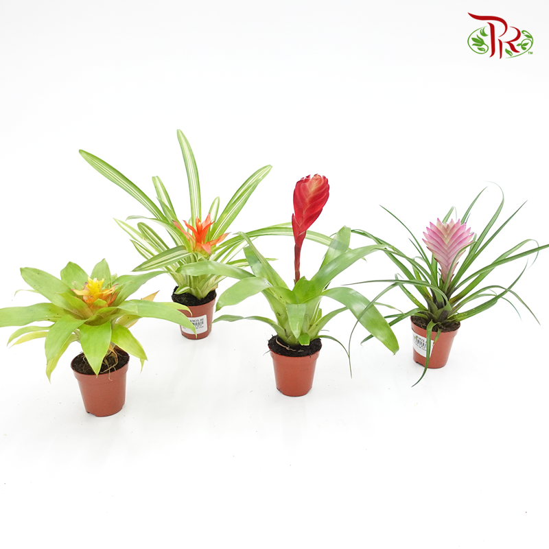 Bromeliad 《凤梨花》(4 types)-Pudu Ria Florist-prflorist.com.my