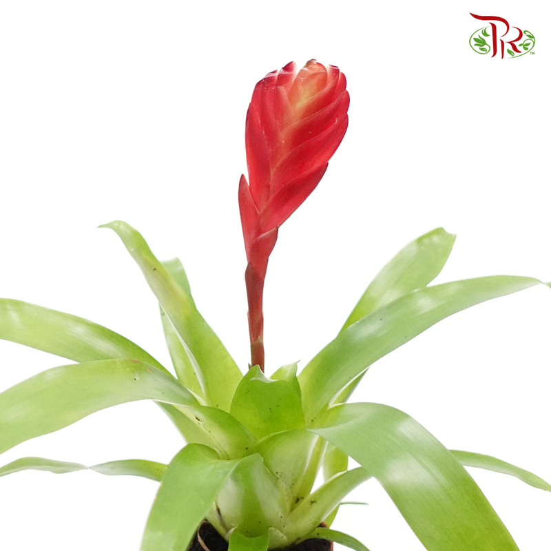 Bromeliad 《凤梨花》(4 types)-Red-Pudu Ria Florist-prflorist.com.my