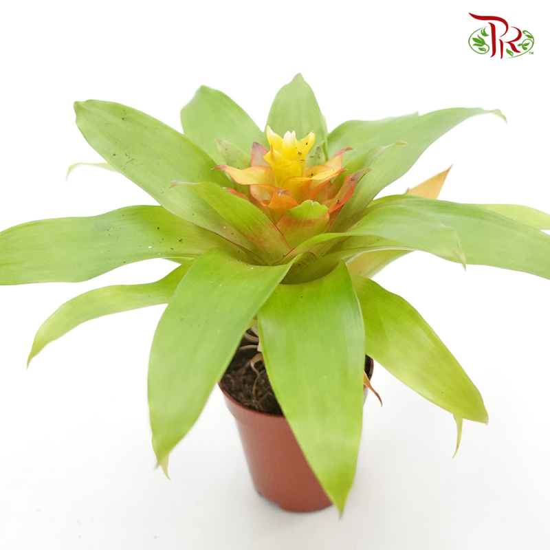 Bromeliad 《凤梨花》(4 types)-Yellow-Pudu Ria Florist-prflorist.com.my
