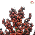 Broomcorn - Red (Per Bunch)-Red-China-prflorist.com.my