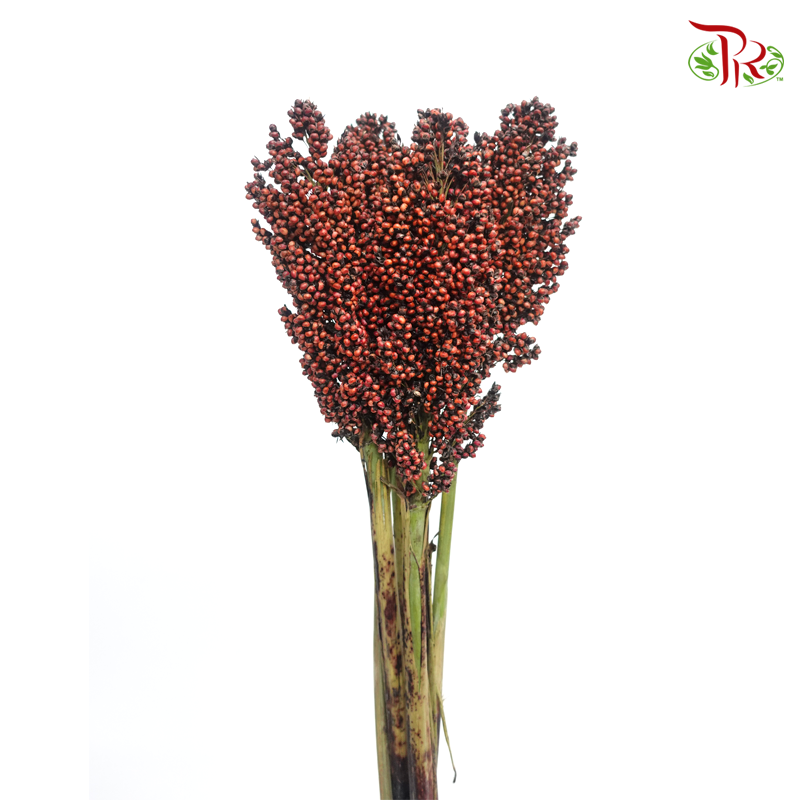 Broomcorn - Red (Per Bunch)-Red-China-prflorist.com.my