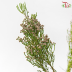 Brunia Woolybush-Africa-prflorist.com.my