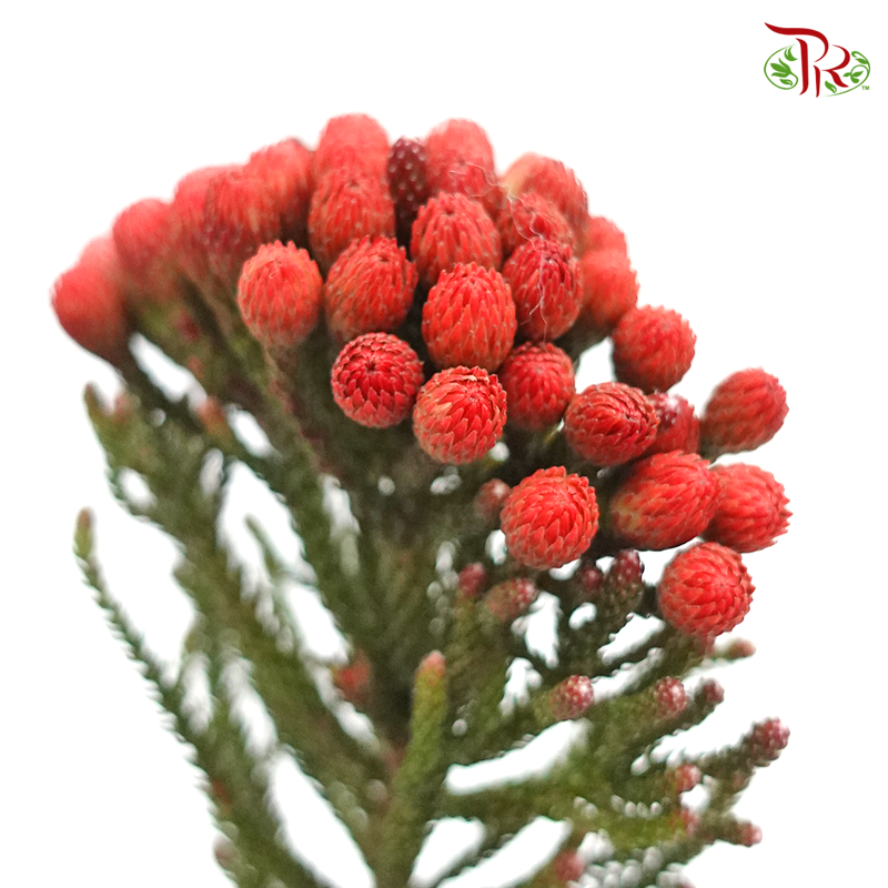 Brunia Red - (5 Stems) - Pudu Ria Florist
