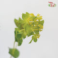 Bulperum Griffithii - (10 Stems)-Green-Netherland-prflorist.com.my