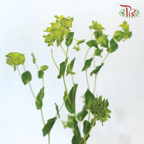 Bulperum Griffithii - (10 Stems)-Green-Netherland-prflorist.com.my