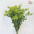 Bulperum Griffithii - (10 Stems)-Green-Netherland-prflorist.com.my