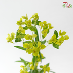Bulperum - (Per Bunch)-Green-China-prflorist.com.my