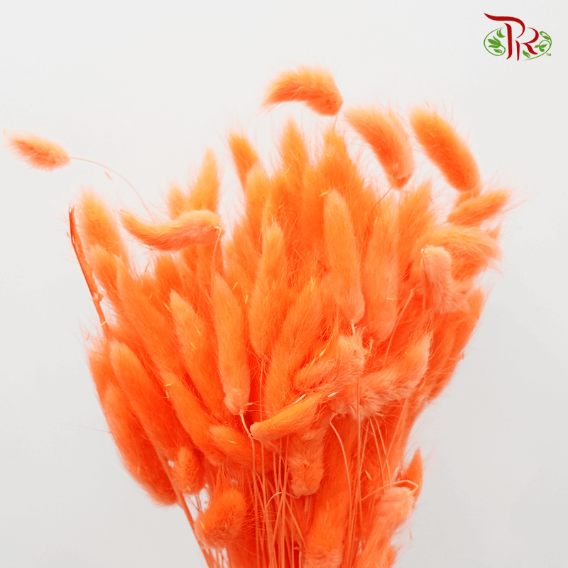 Dry Lagurus Bunny Tail - Bright Orange #1