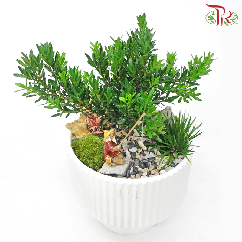 Buxus Ball《黄杨》