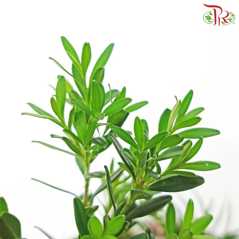 Buxus Ball《黄杨》