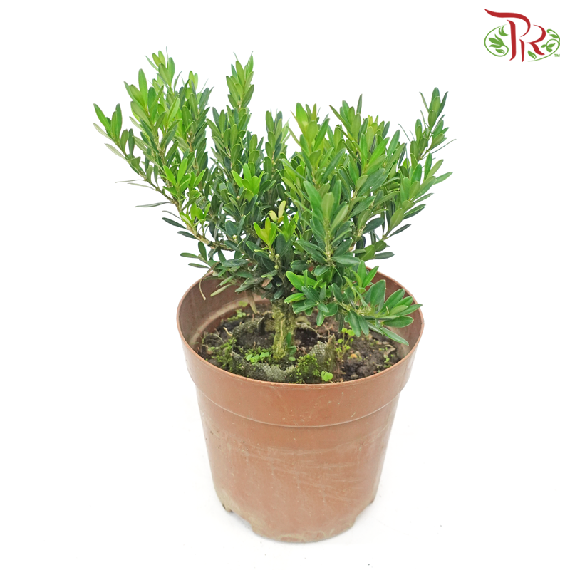 Buxus Ball《黄杨》