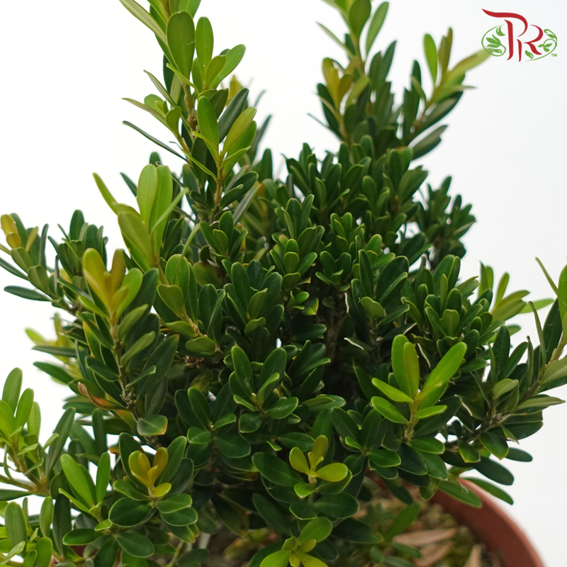 Buxus Ball《黄杨》