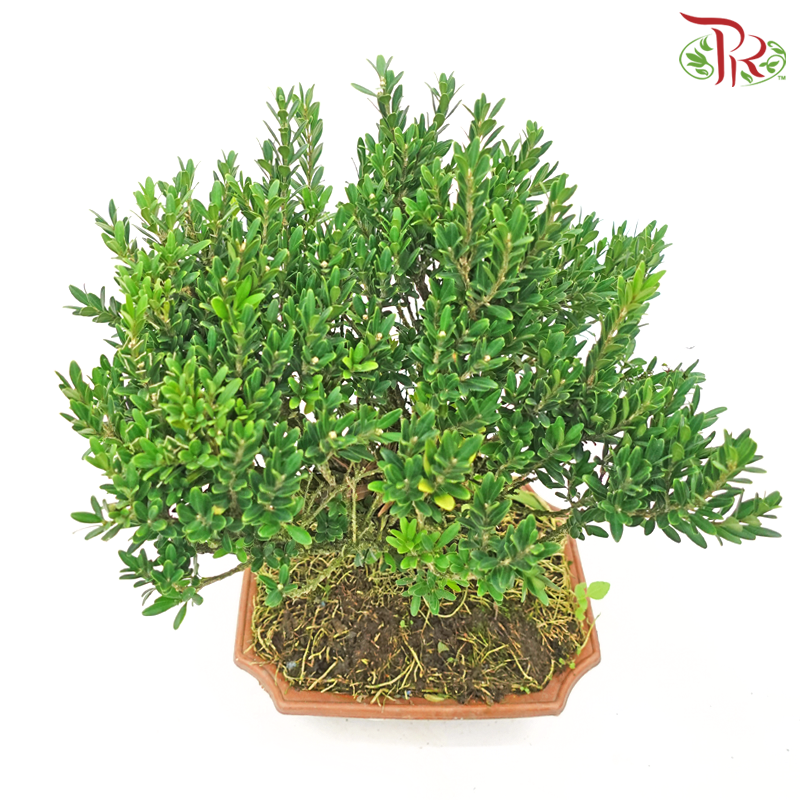 Buxus Bonsai《黄杨》-Pudu Ria Florist-prflorist.com.my