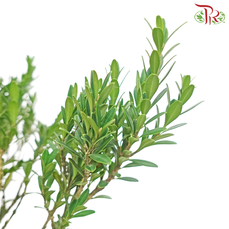 Buxus Ball《黄杨》