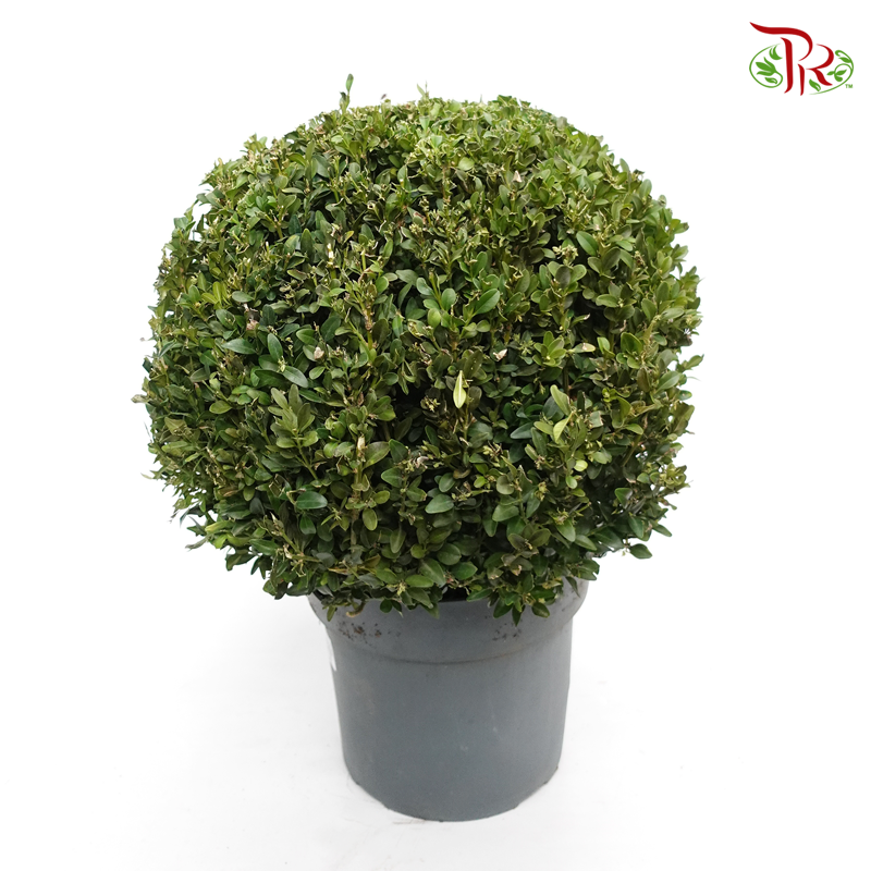 Buxus Ball《黄杨》