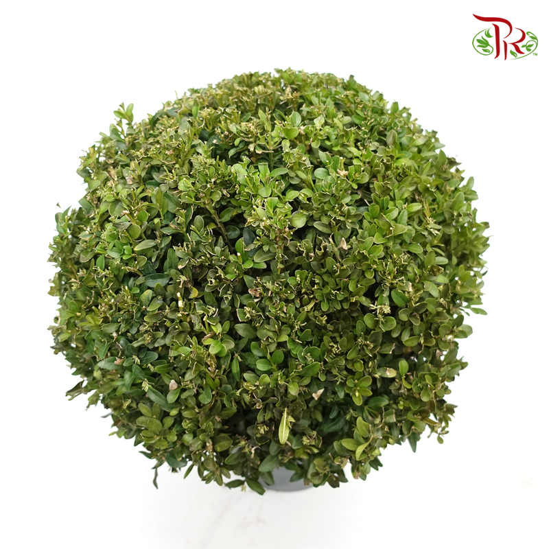 Buxus Ball《黄杨》