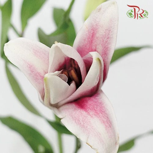 Lily - Pink (5 Stems) - Pudu Ria Florist