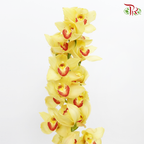 Cymbidium AAA - Yellow (8-11 Blooms) (Light / Dark Lips) (Per Stem) - Pudu Ria Florist