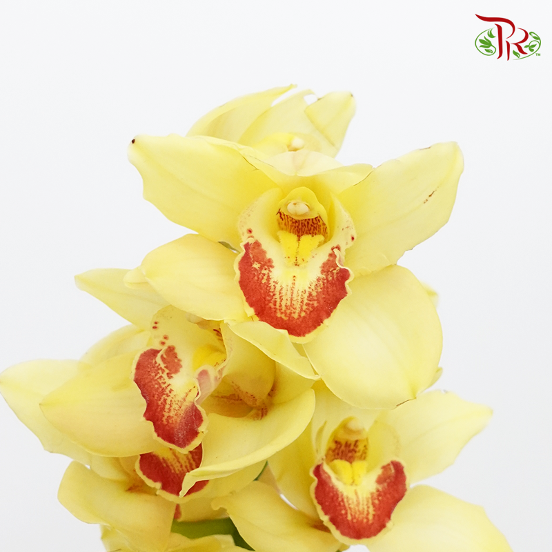Cymbidium AAA - Yellow (8-11 Blooms) (Light / Dark Lips) (Per Stem) - Pudu Ria Florist