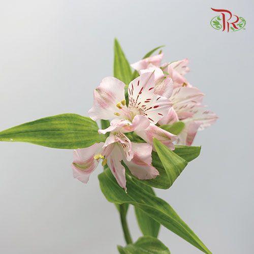 Alstroemeria - Light Pink (10 Stems) - Pudu Ria Florist