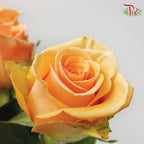 Ceres Rose - Cumbia (10 stems) - Pudu Ria Florist