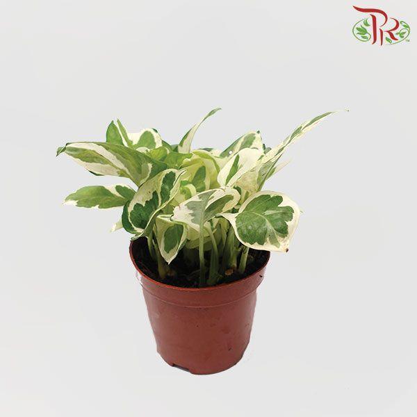 Epipremnum n-joy (local) - Pudu Ria Florist
