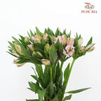 Alstroemeria
