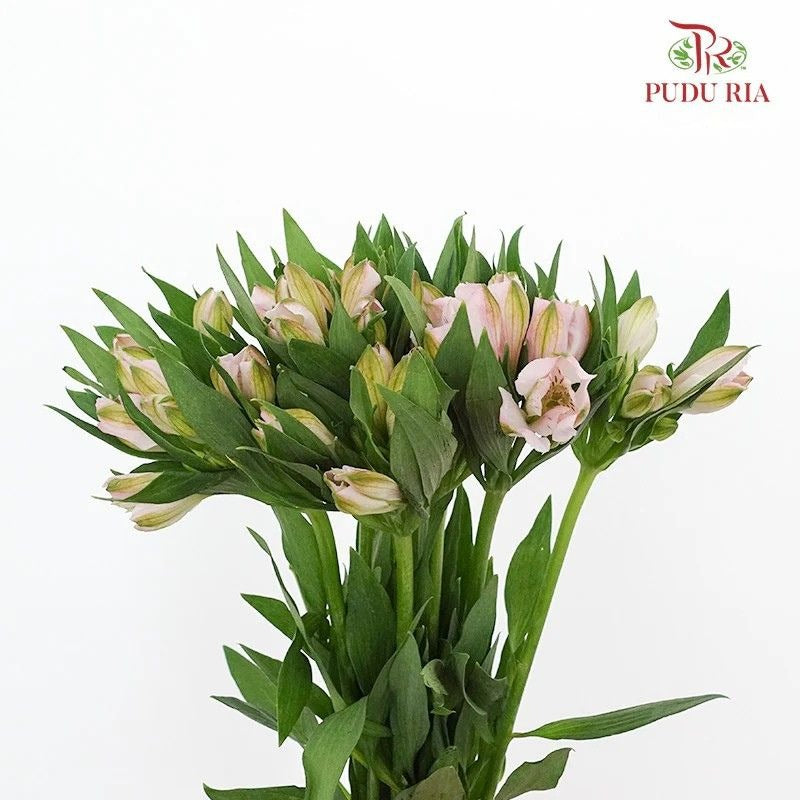 Alstroemeria