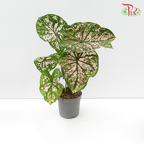 Caladium Pink Splash《五彩芋》 - Pudu Ria Florist