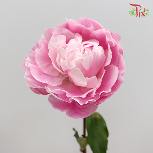 Peony - Reine Hortense (2 Stems) - Pudu Ria Florist