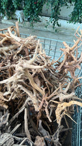 Thailand branch 泰国树枝 (per kg)