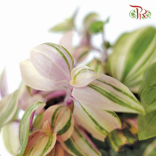 Tradescantia Flum Quadricolour 《四色白花紫露草》5cm - Pudu Ria Florist