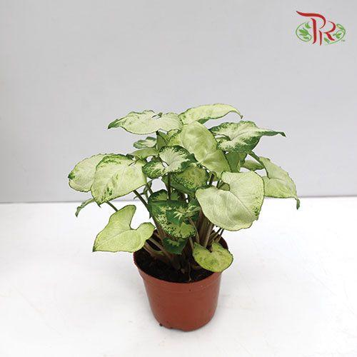Syngonium White Butterfly   《白蝶合果芋》 - Pudu Ria Florist