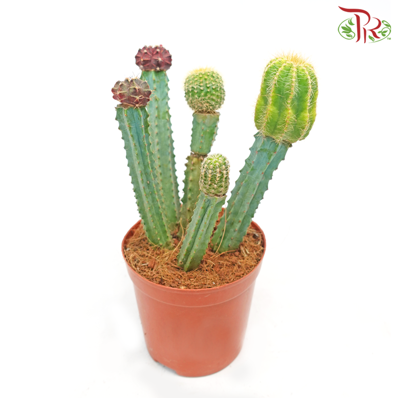 Cactus《仙人掌》