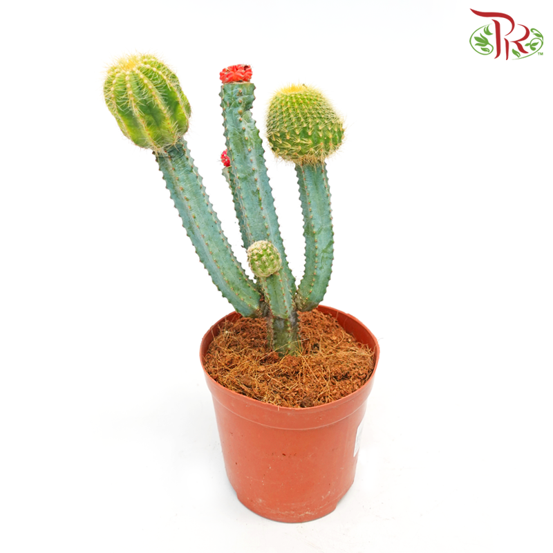 Cactus (Grafted)《仙人掌》-Pudu Ria Florist-prflorist.com.my