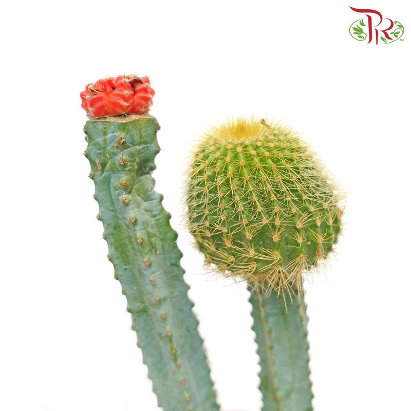 Cactus (Grafted)《仙人掌》-Pudu Ria Florist-prflorist.com.my