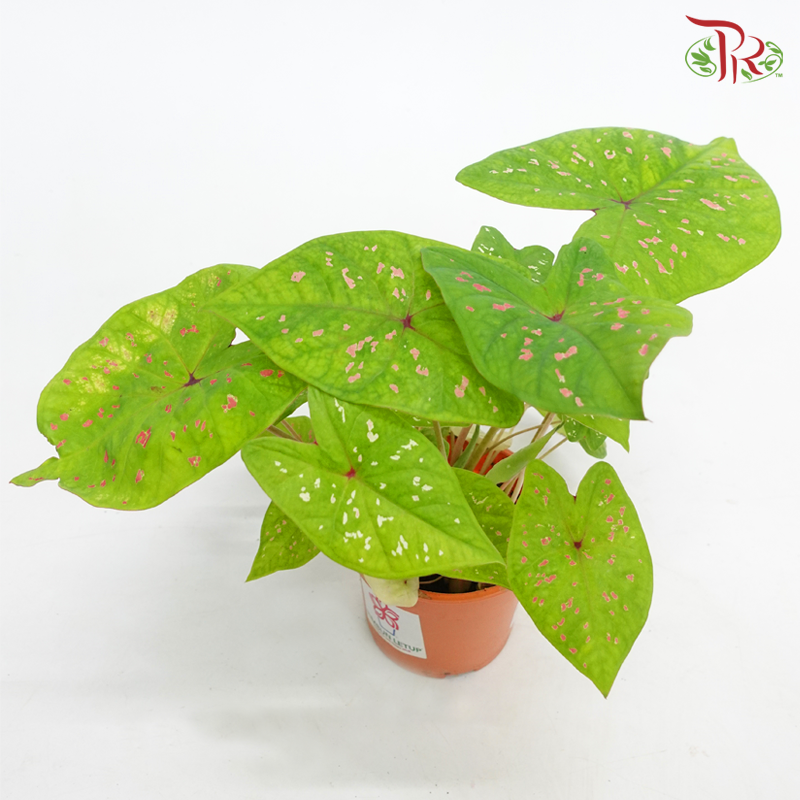 Caladium Apple Pie 《彩芋》-Pudu Ria Florist-prflorist.com.my