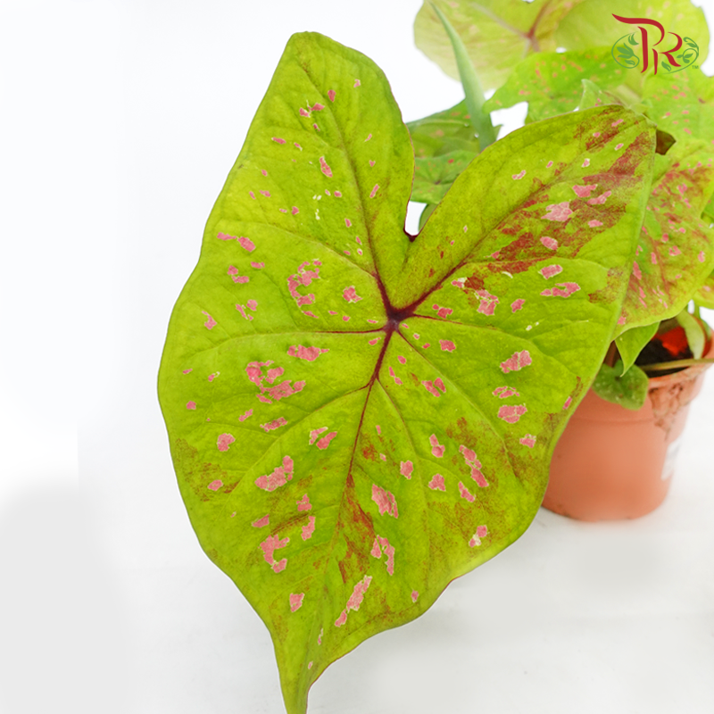 Caladium Apple Pie 《彩芋》-Pudu Ria Florist-prflorist.com.my