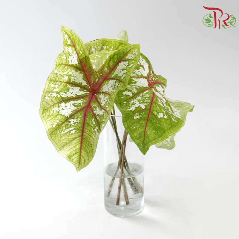 Caladium - Carolyn Whorton White (Per Bunch)-China-prflorist.com.my