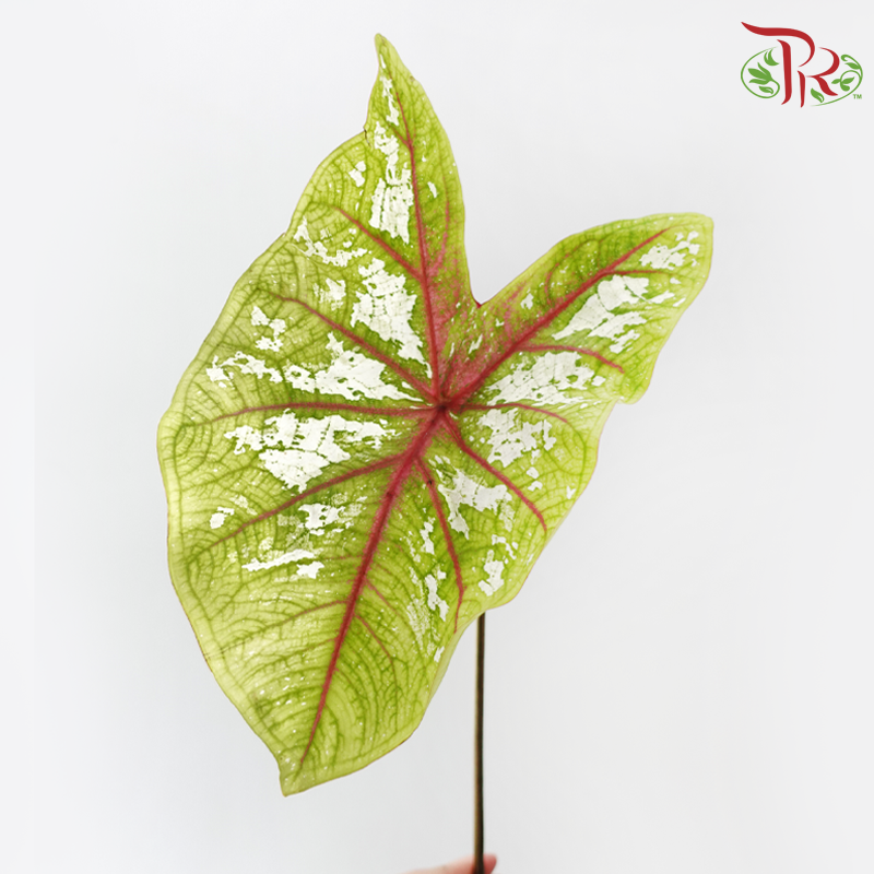 Caladium - Carolyn Whorton White (Per Bunch)-China-prflorist.com.my